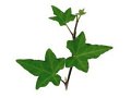 Hedera helix Pittsburgh
